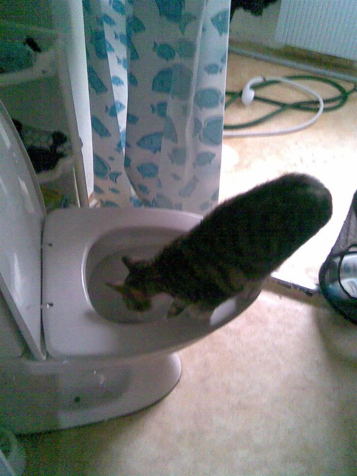 Huskat TIGER  billede 17