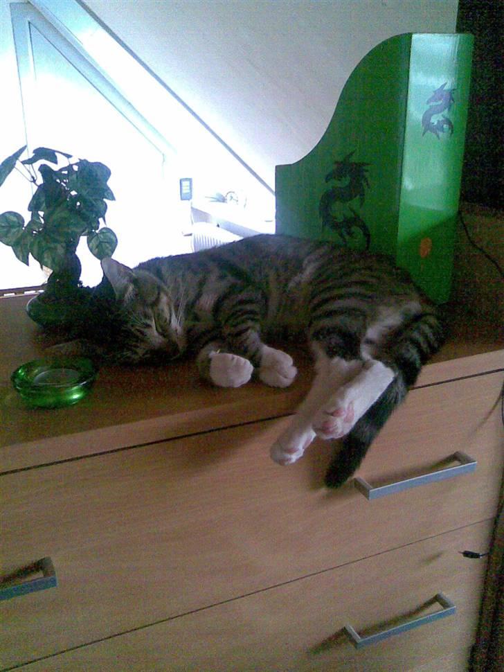 Huskat TIGER  billede 18