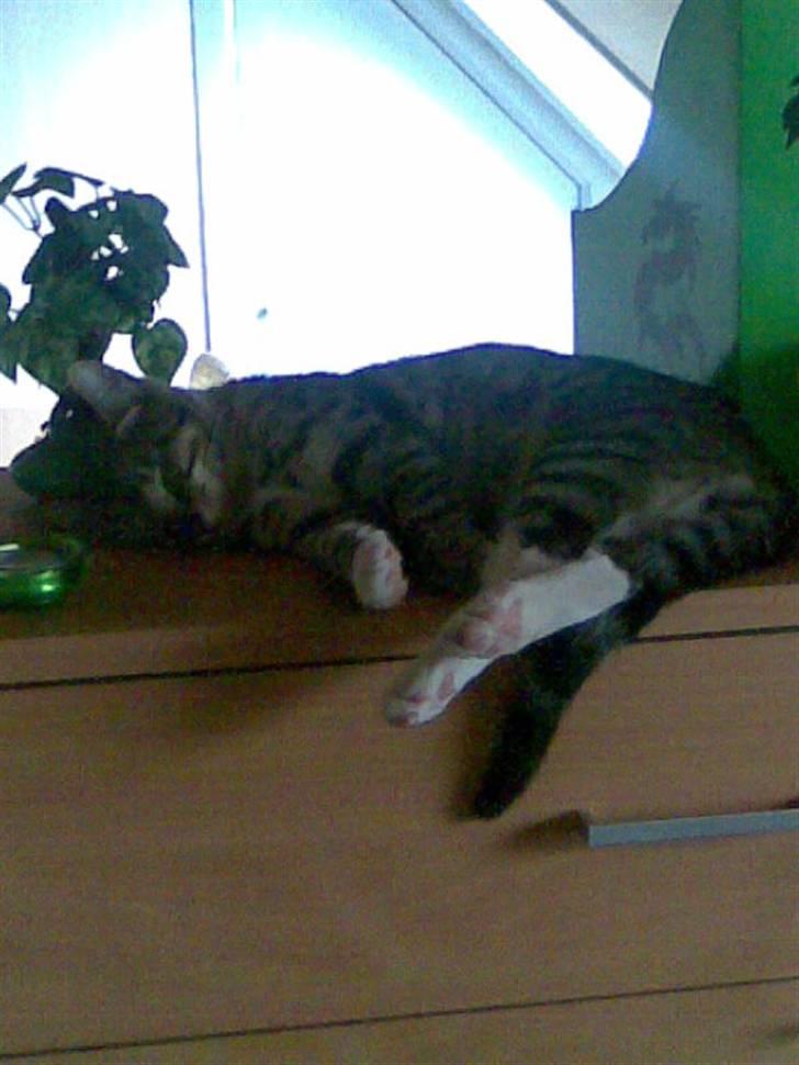 Huskat TIGER  billede 19