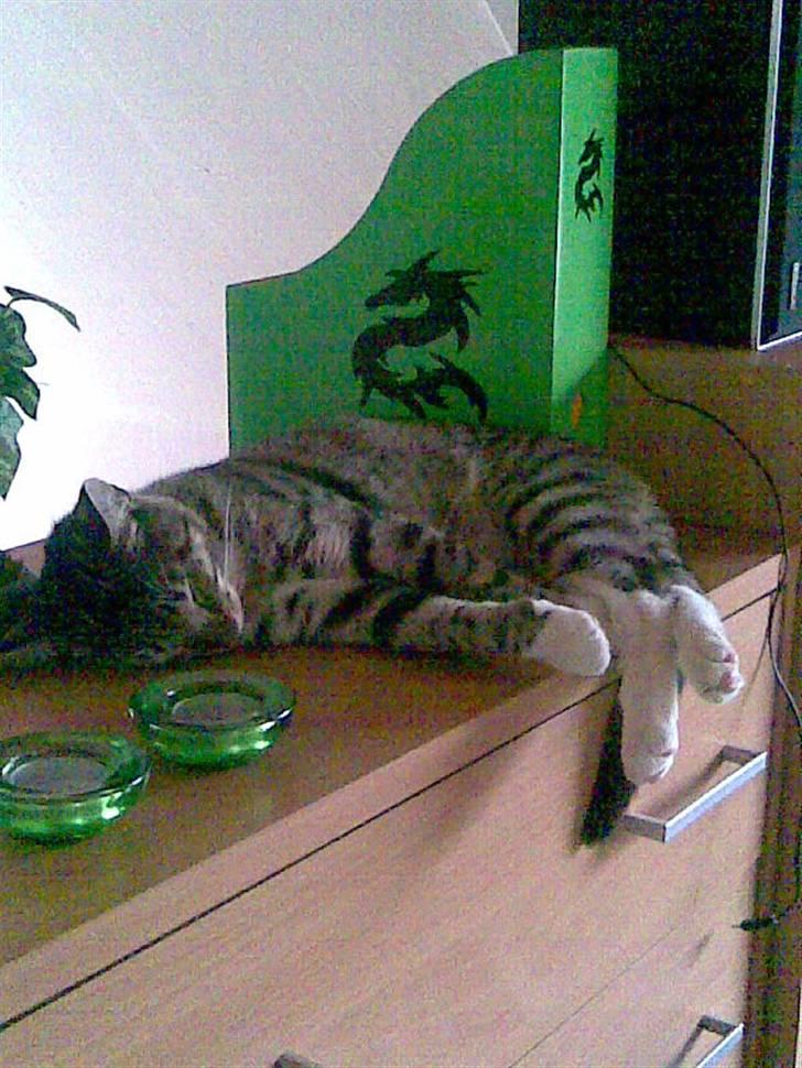 Huskat TIGER  billede 20