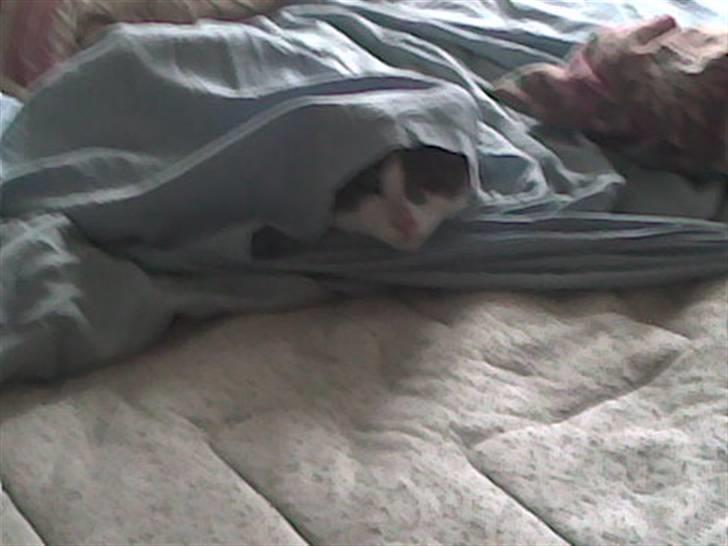 Huskat Trold billede 2