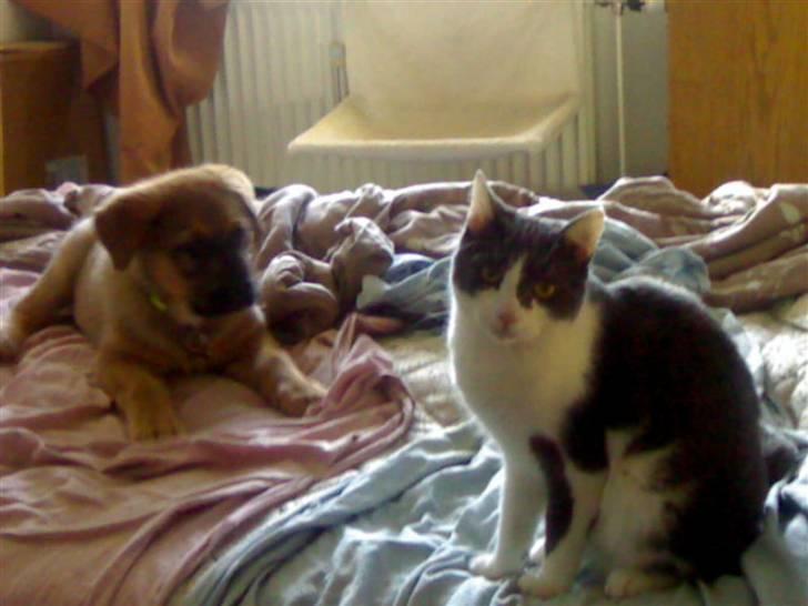 Huskat Trold billede 1