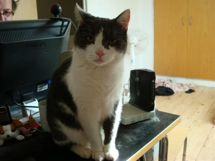 Huskat Trold billede 3