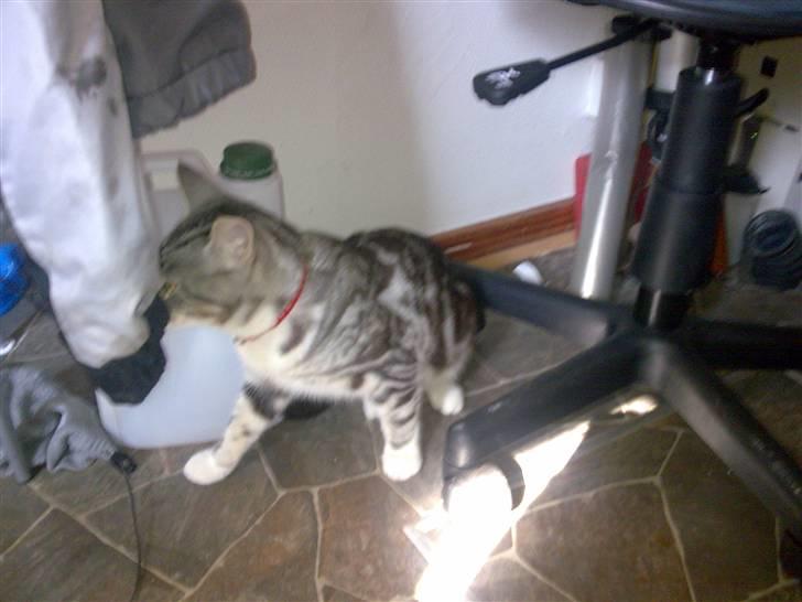 Huskat pjevs kørt ned :'( billede 8