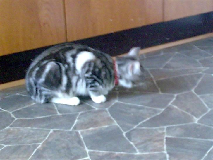 Huskat pjevs kørt ned :'( billede 9