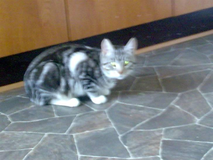 Huskat pjevs kørt ned :'( billede 10