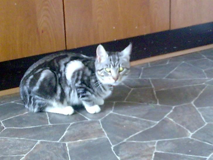 Huskat pjevs kørt ned :'( billede 11