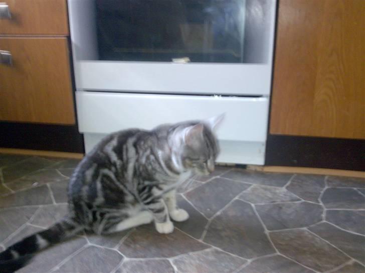 Huskat pjevs kørt ned :'( billede 12