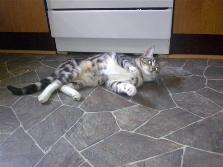 Huskat pjevs kørt ned :'( billede 13