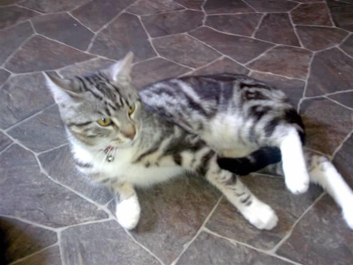 Huskat pjevs kørt ned :'( billede 14