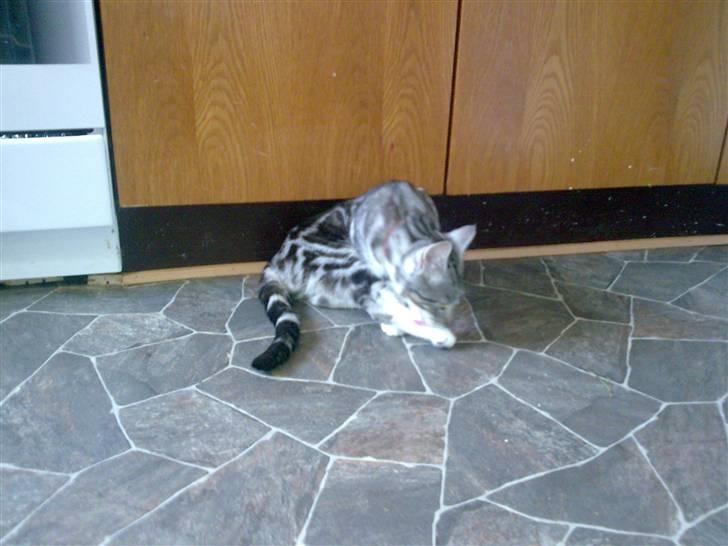 Huskat pjevs kørt ned :'( billede 15