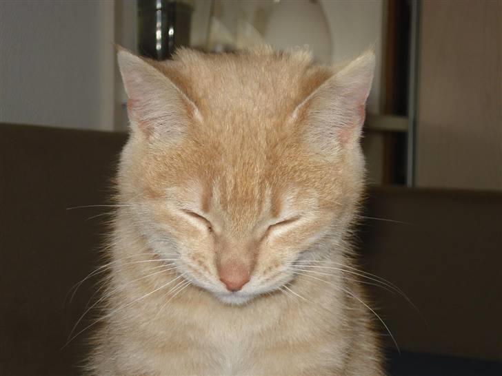 Huskat Felix Felursen * død * billede 1