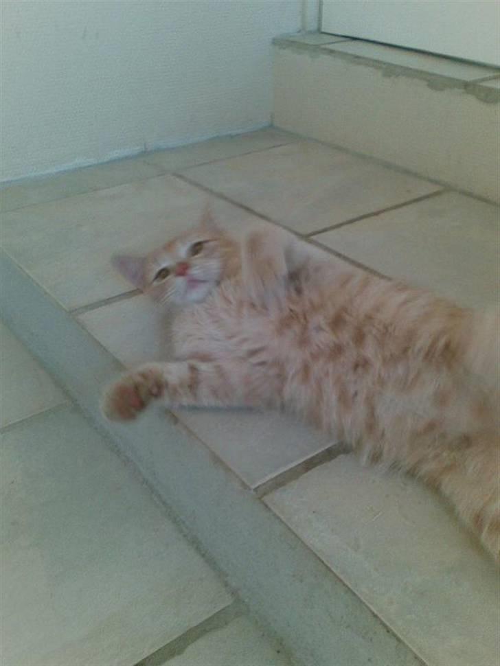 Huskat Felix Felursen * død * billede 2