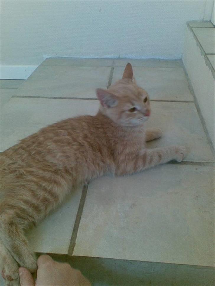 Huskat Felix Felursen * død * billede 3