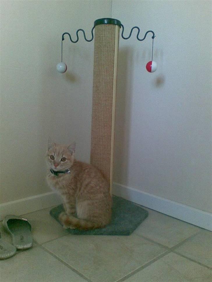 Huskat Felix Felursen * død * billede 4