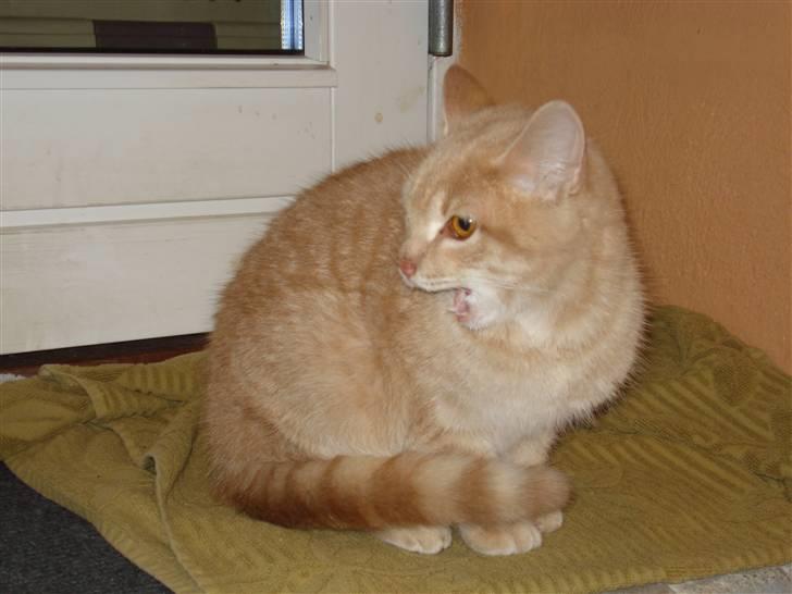 Huskat Felix Felursen * død * billede 5