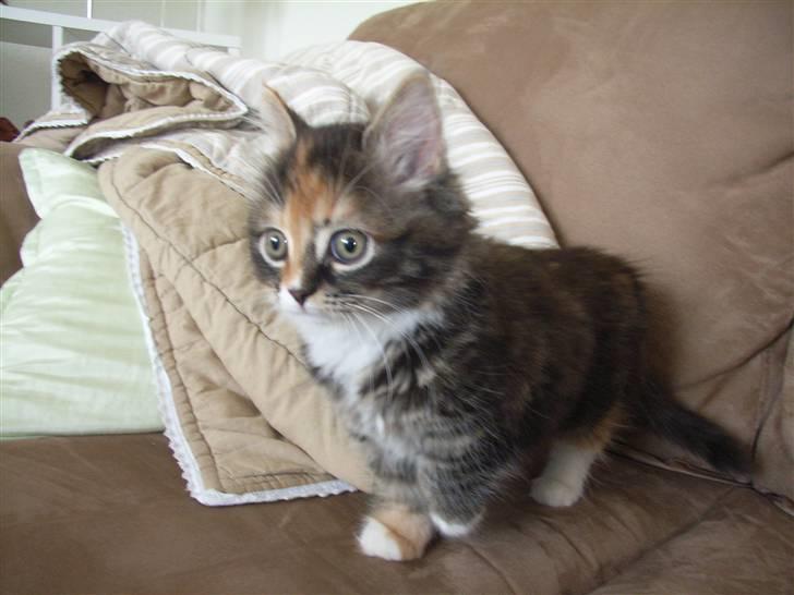 Norsk Skovkat Tica - Tica 2,5 md gammel lige fået hende hjem billede 2