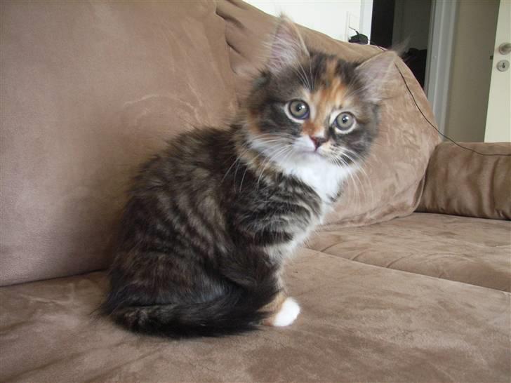 Norsk Skovkat Tica - Bedårende tøs billede 3