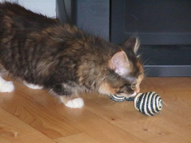 Norsk Skovkat Tica - Uhh hvad er det billede 4