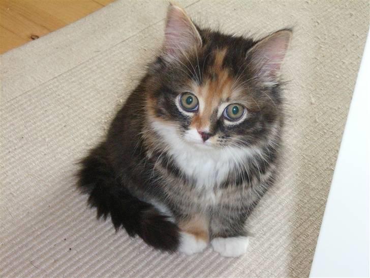 Norsk Skovkat Tica - Min dejlige tøs Tica billede 5