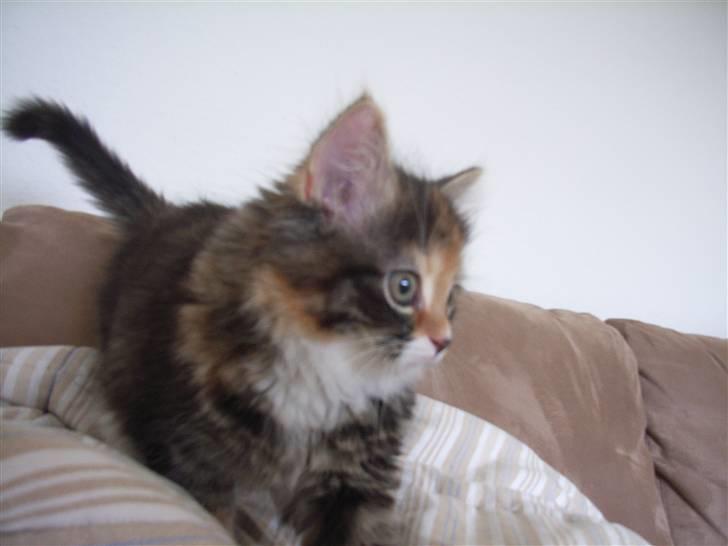 Norsk Skovkat Tica - Frk nuttet billede 6