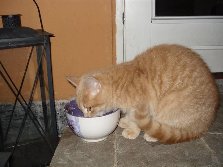 Huskat Felix Felursen * død * billede 6