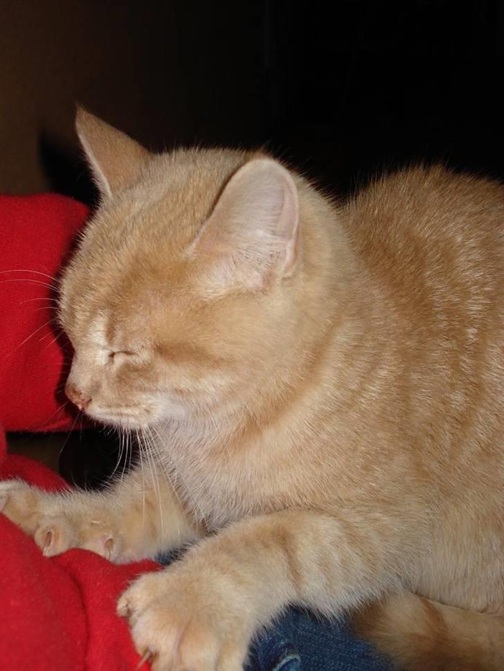 Huskat Felix Felursen * død * billede 7