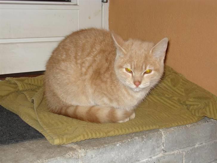 Huskat Felix Felursen * død * billede 8