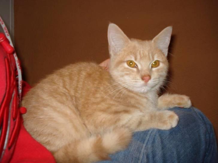 Huskat Felix Felursen * død * billede 9