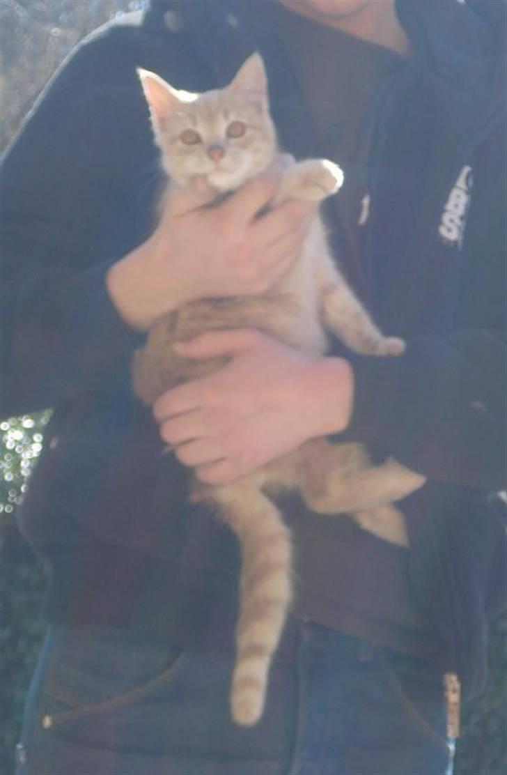 Huskat Felix Felursen * død * billede 10