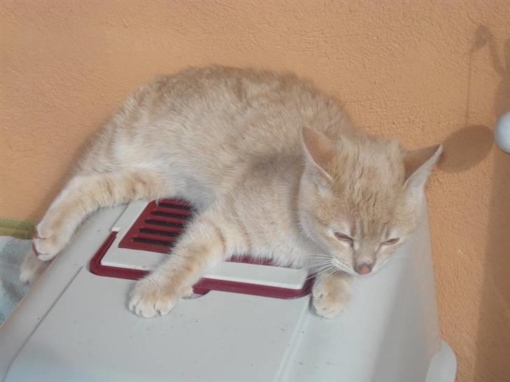 Huskat Felix Felursen * død * billede 11