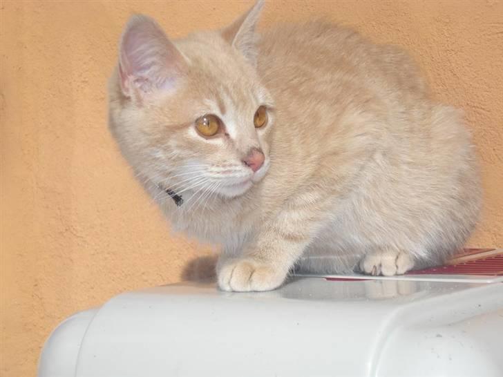 Huskat Felix Felursen * død * billede 12