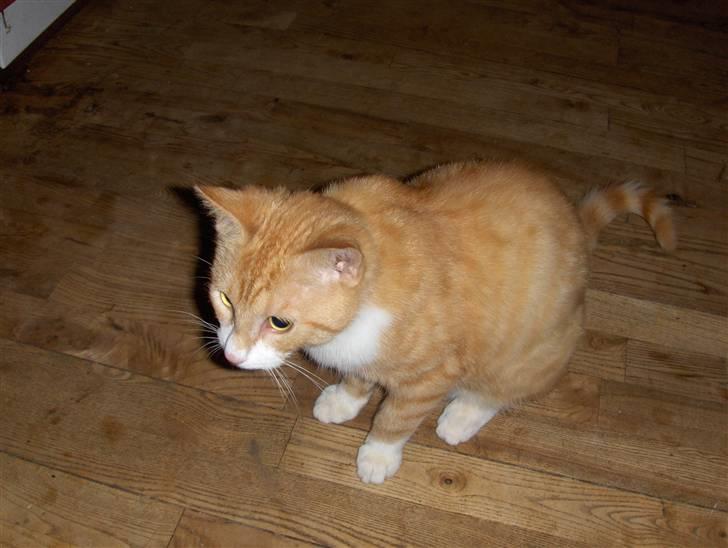 Blanding af racer Oliver(død) ;''( - kommer der ikke snart en mus  billede 1