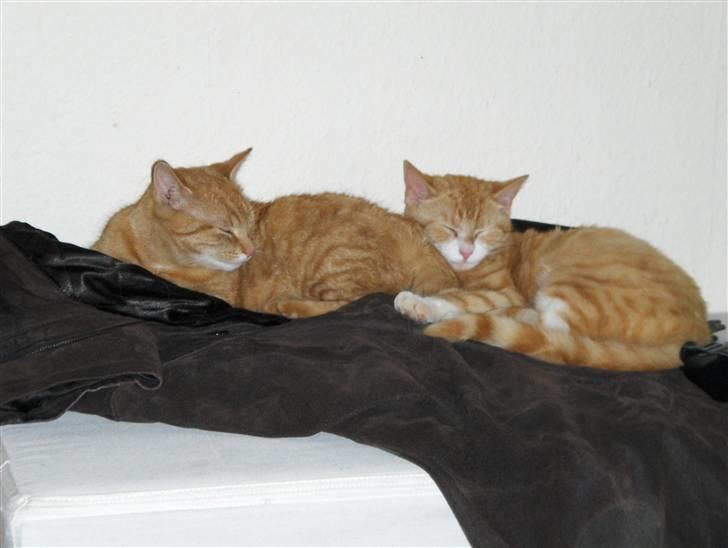 Blanding af racer Oliver(død) ;''( - Oliver med sin søster Olivia billede 2