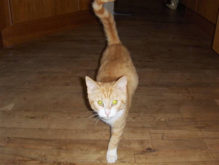 Blanding af racer Oliver(død) ;''( - O L I V E R ! ! !  billede 3