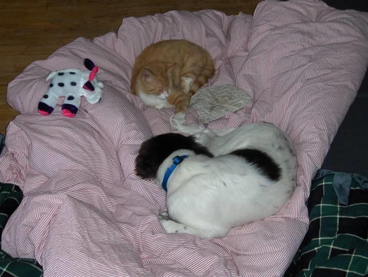 Blanding af racer Oliver(død) ;''( - Oliver sammen med vores hund Luffe billede 4