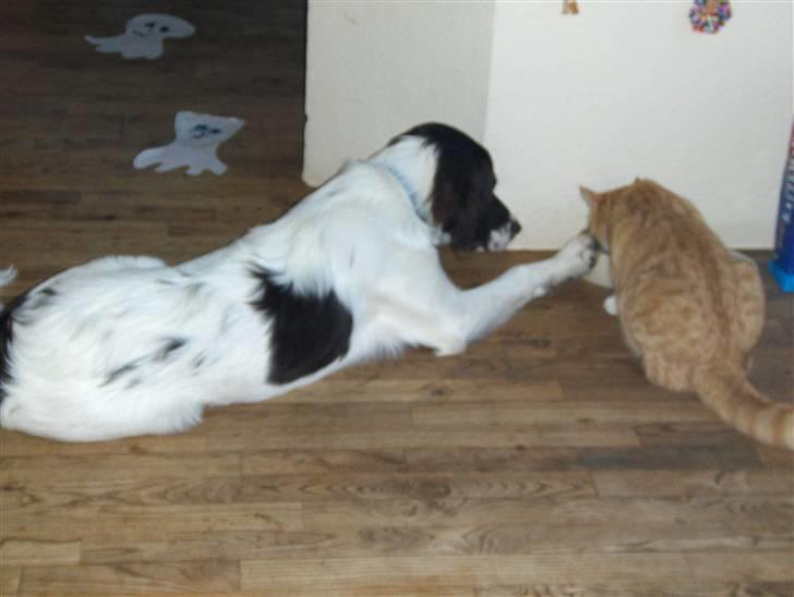 Blanding af racer Oliver(død) ;''( - EEJ, sidder du nu der igen og spiser "MIIN"mad?! billede 5