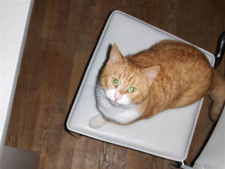 Blanding af racer Oliver(død) ;''( - Cute ik!? billede 6