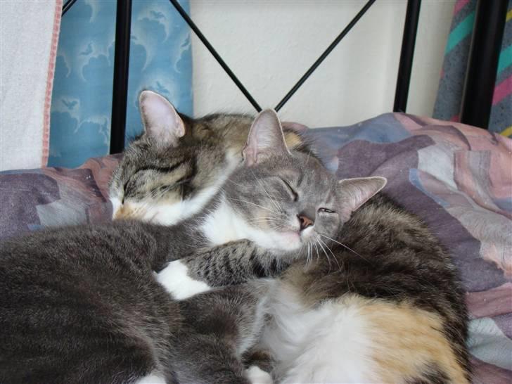 Blanding af racer Kida - Krammer <3 billede 10