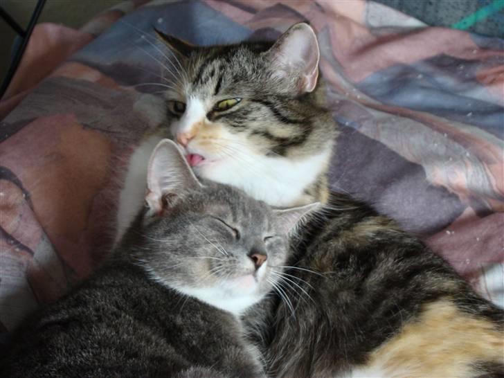 Blanding af racer Kida billede 11