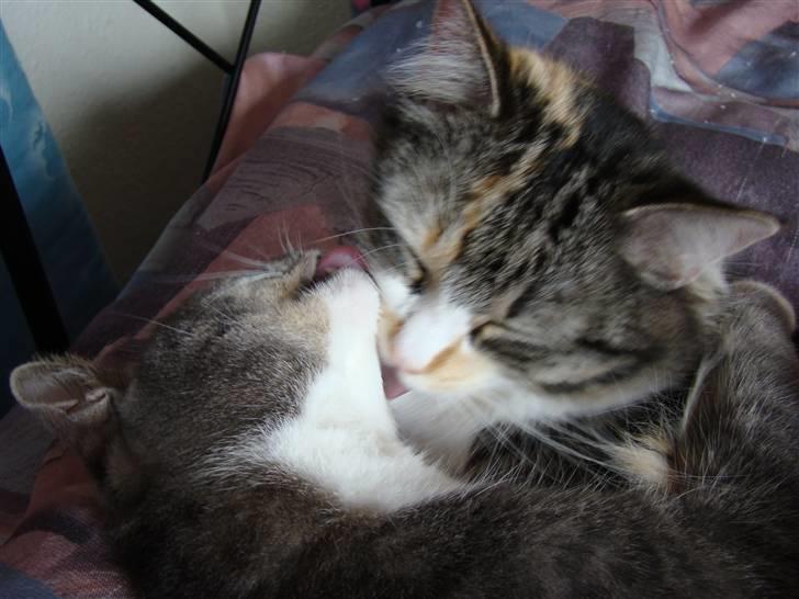 Blanding af racer Kida billede 12