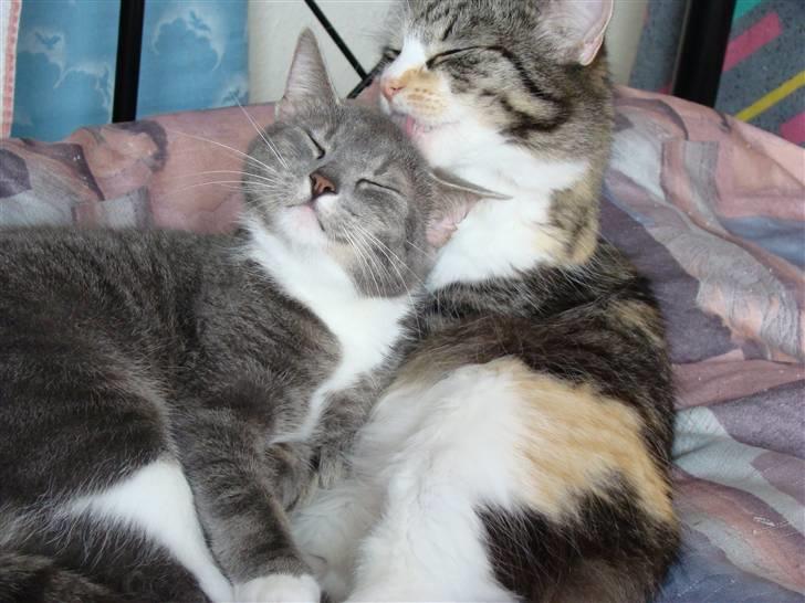 Blanding af racer Kida billede 13