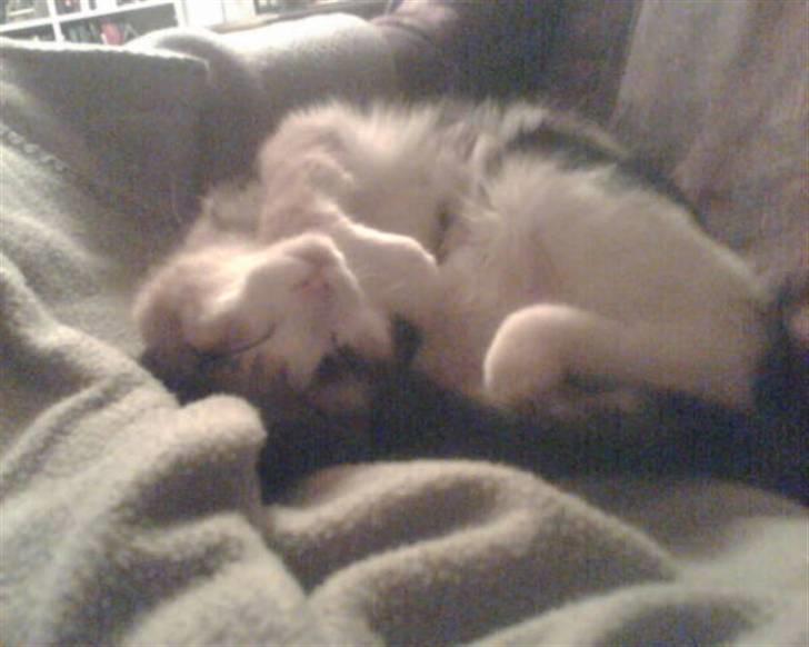 Huskat pummel billede 7