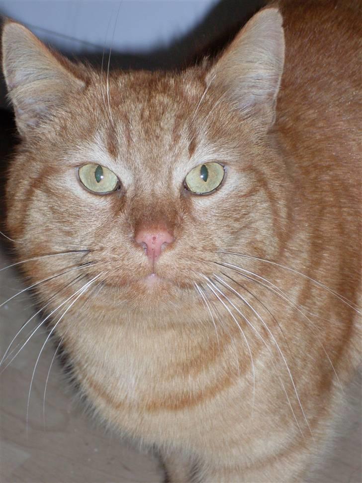 Huskat Garfield billede 10