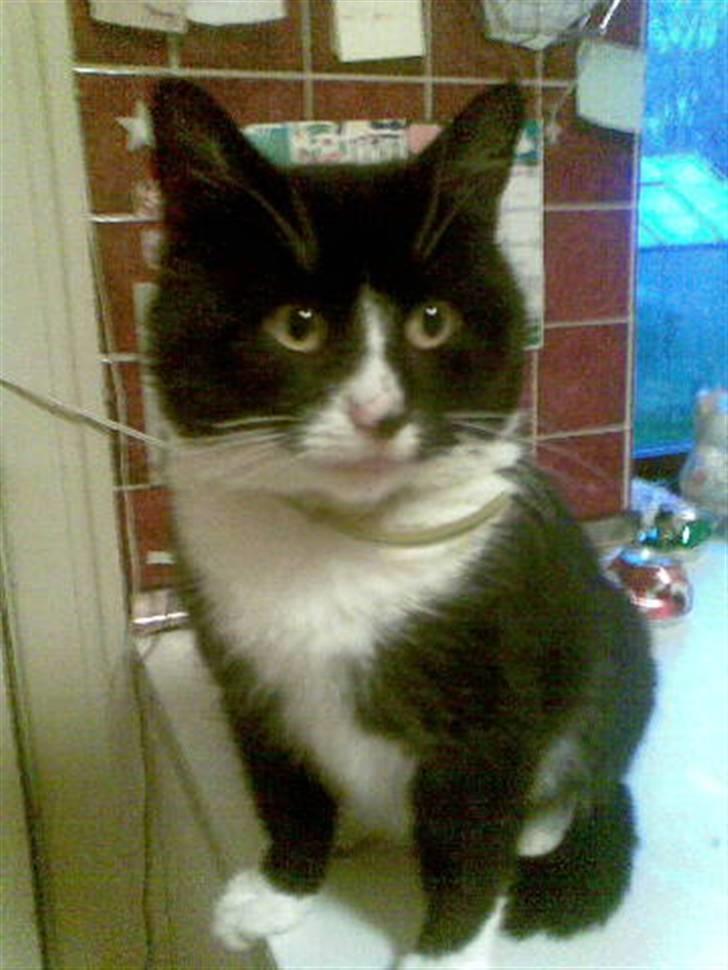 Blanding af racer Bølle R.I.P min skat - Hallo der ude. billede 1