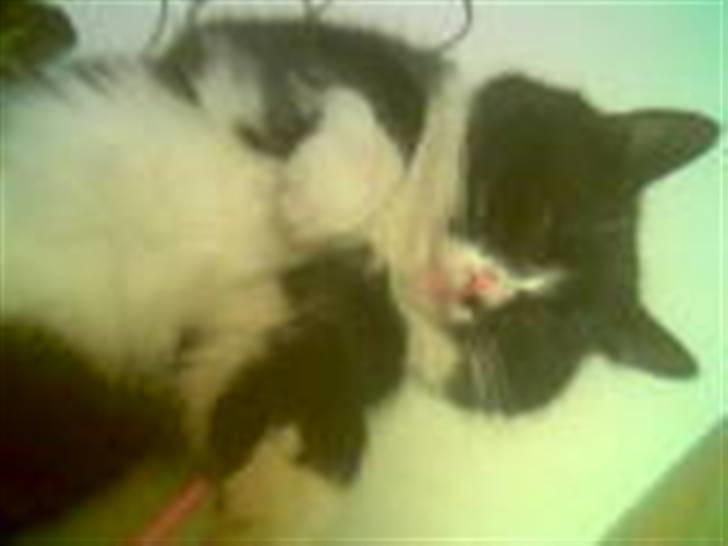 Blanding af racer Bølle R.I.P min skat - Jeg elsker og blive nysset på maven... billede 2