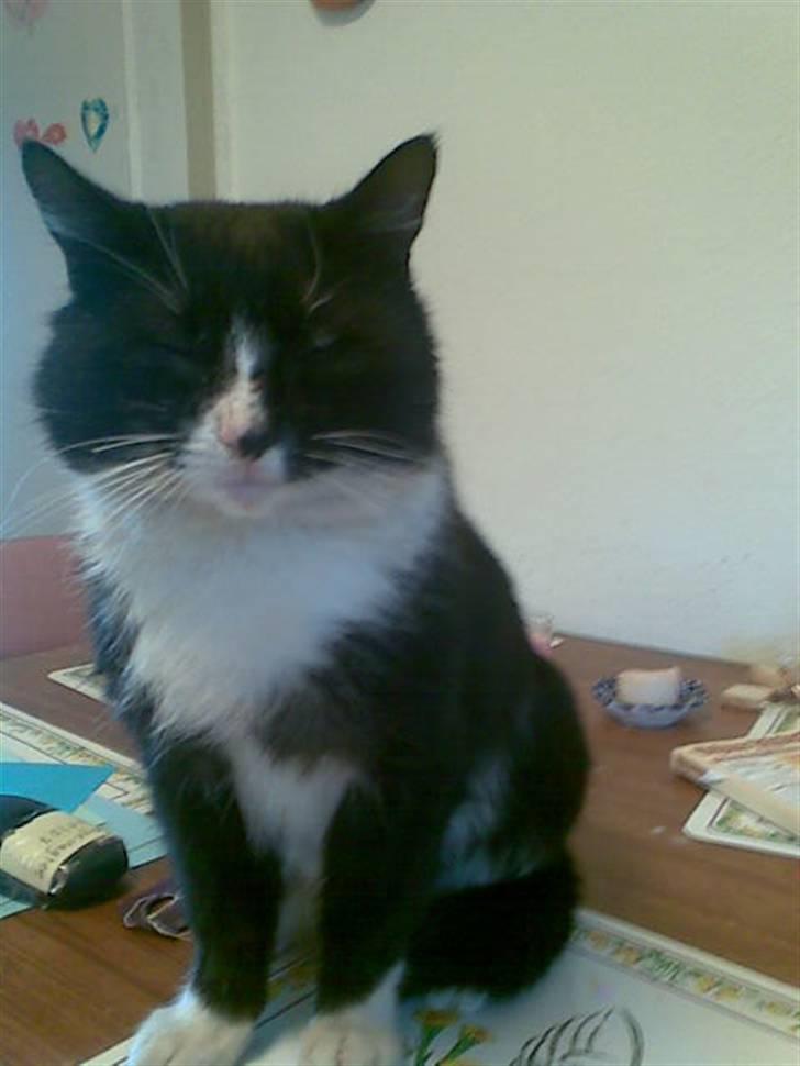 Blanding af racer Bølle R.I.P min skat - Neeeej hvor er jeg træt billede 3