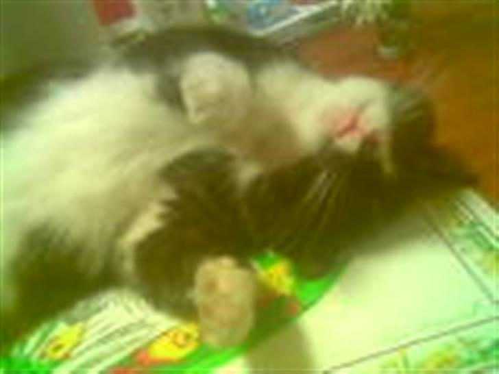 Blanding af racer Bølle R.I.P min skat - Ja lige der... billede 4