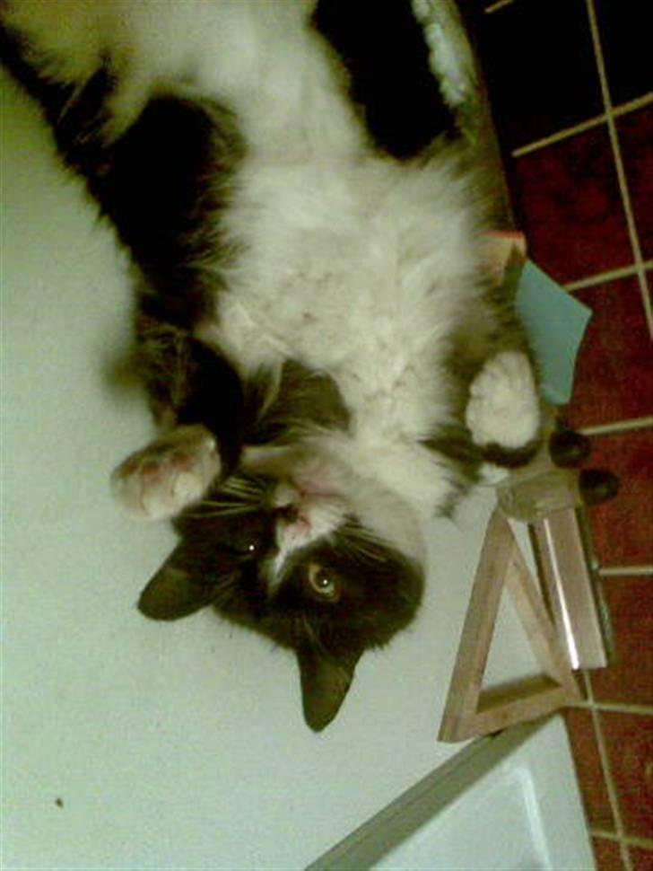 Blanding af racer Bølle R.I.P min skat billede 5