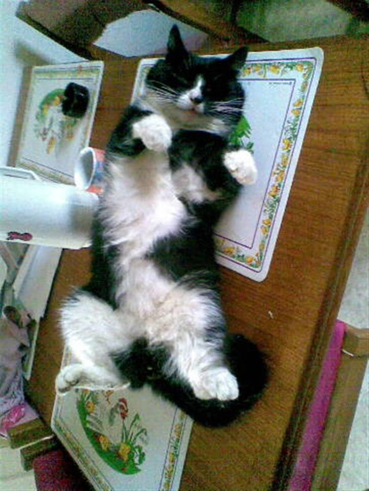 Blanding af racer Bølle R.I.P min skat billede 6